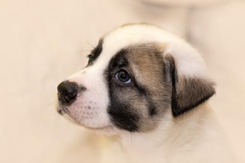 В дар собаку. Жемчуг - щенок метис швейцарского зенненхунда в дар. Фото1