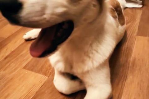 В дар собаку. Боцман - миленький ушастенький щеночек из приюта в добрые руки в . Фото3