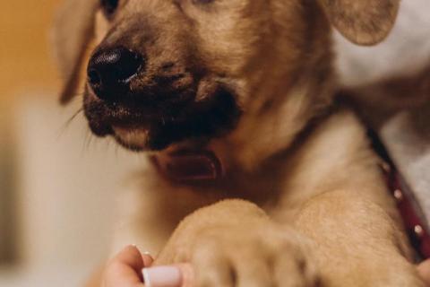 В дар собаку. Арни - красавец щенок в добрые руки. Фото1