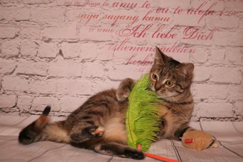В дар кошку. Вита - молоденькая полосатая кошечка котенок в дар. Фото1