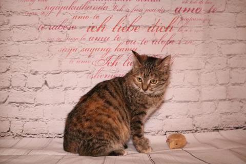 В дар кошку. Вита - молоденькая полосатая кошечка котенок в дар. Фото2