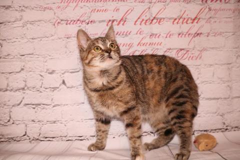 В дар кошку. Вита - молоденькая полосатая кошечка котенок в дар. Фото4