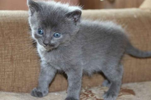 Продаю кошку. Домашние котята от русской голубой кошки. Фото1