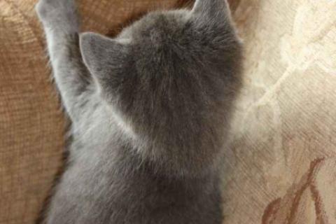 Продаю кошку. Домашние котята от русской голубой кошки. Фото3