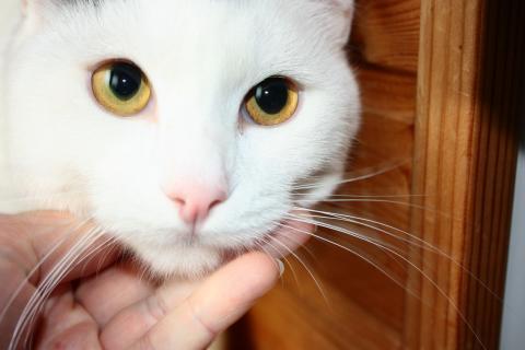 В дар кошку. Андрюша - белоснежный котик с круглыми щечками в дар. Фото1
