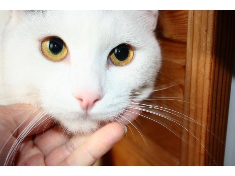 В дар кошку. Андрюша - белоснежный котик с круглыми щечками в дар