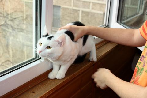 В дар кошку. Андрюша - белоснежный котик с круглыми щечками в дар. Фото2