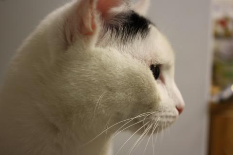 В дар кошку. Андрюша - белоснежный котик с круглыми щечками в дар. Фото3