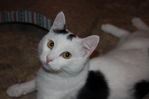 В дар кошку. Андрюша - белоснежный котик с круглыми щечками в дар. Фото4