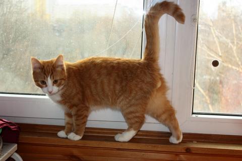 В дар кошку. Тимофей - рыжий котенок ищет дом. Фото1