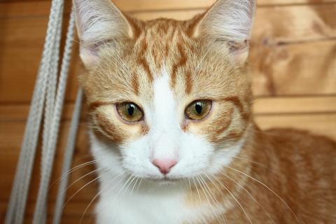 В дар кошку. Тимофей - рыжий котенок ищет дом. Фото3