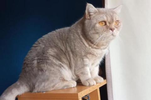 В дар кошку. Лиловая Карамелька британской породы в дар. Фото1