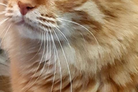 В дар кошку. Рыжий сибирский кот Томас, вес 10 кг!. Фото3