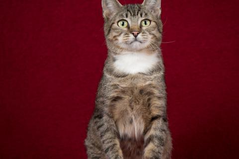 В дар кошку. Котопёс Барса — удивительная кошка с удивительной историей ищет д. Фото1