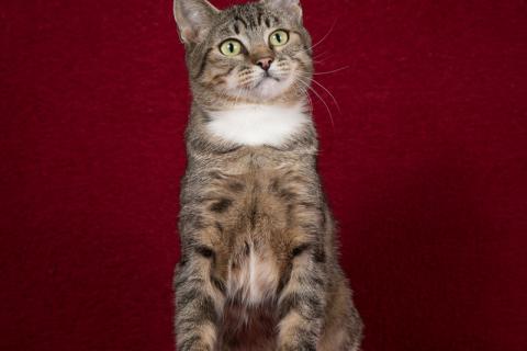 В дар кошку. Котопёс Барса — удивительная кошка с удивительной историей ищет д. Фото3