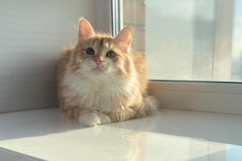 В дар кошку. Солнечный котик Лучезар в добрые руки. Фото1