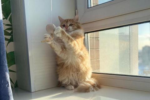 В дар кошку. Солнечный котик Лучезар в добрые руки. Фото4