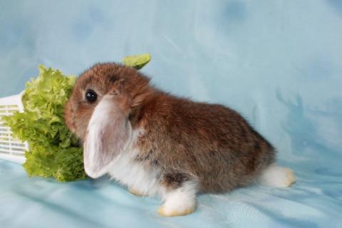 Продаю питомца. карликовые крольчата для детей. Фото4