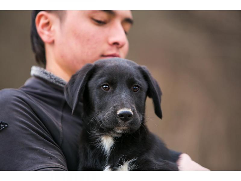 В дар собаку. 3 красивых щенка: метисы лабрадора и овчарки