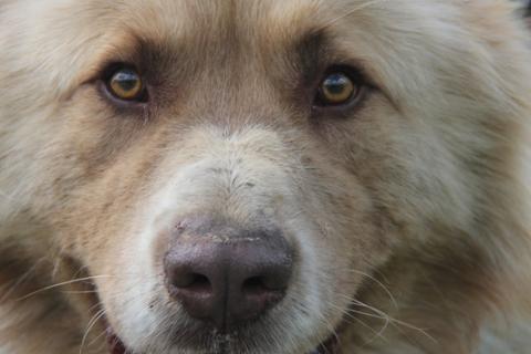 В дар собаку. Крупный нежный алабай Амур красивого окраса с шоколадным носом. Фото4
