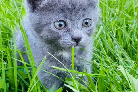 В дар кошку. 3 котенка — метисы русской голубой в дар. Фото1