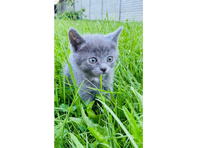 В дар кошку. 3 котенка — метисы русской голубой в дар