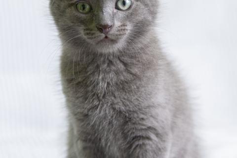 В дар кошку. Русский голубой котенок Стёпа в дар. Фото2