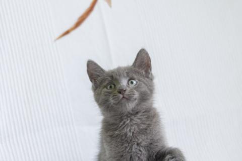 В дар кошку. Русский голубой котенок Стёпа в дар. Фото3
