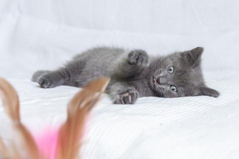 В дар кошку. Русский голубой котенок Стёпа в дар. Фото4