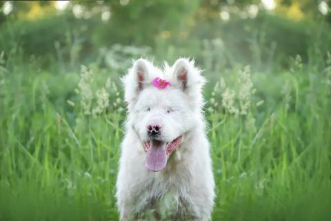 В дар собаку. Особенный Белоснежный Медведь Сачико породы Американская Акита в . Фото3
