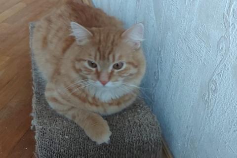 В дар кошку. Рыжий, крупный, упитанный кот Барон в добрые руки. Фото2