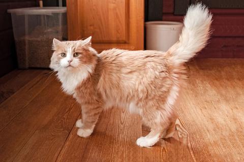 В дар кошку. Ласковое солнышко Персик, умнейший домашний котик в добрые руки. Фото1