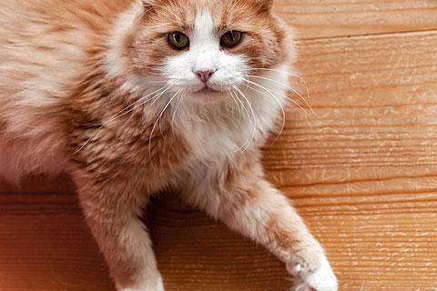 В дар кошку. Ласковое солнышко Персик, умнейший домашний котик в добрые руки. Фото2