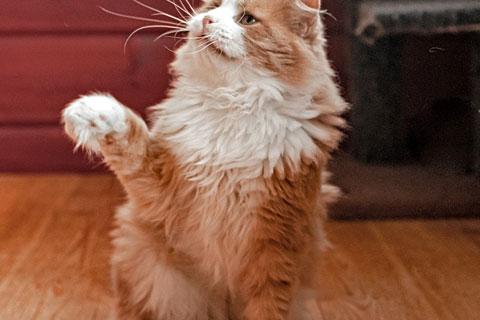 В дар кошку. Ласковое солнышко Персик, умнейший домашний котик в добрые руки. Фото3