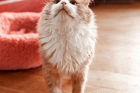 В дар кошку. Ласковое солнышко Персик, умнейший домашний котик в добрые руки. Фото4