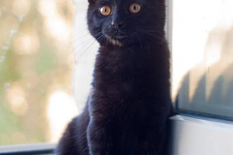В дар кошку. Черный золотоглазый котенок Буся в дар. Фото3