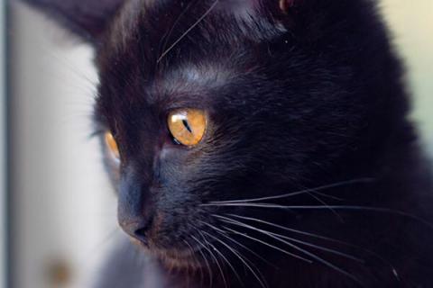 В дар кошку. Черный золотоглазый котенок Буся в дар. Фото4