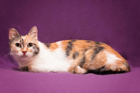 В дар кошку. Разноцветная красавица — метис британской породы Люся ищет дом. Фото4