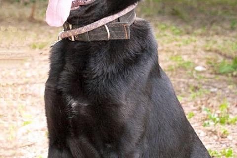 В дар собаку. Идеальный компаньон, молодой пес Каштан, метис лабрадора в дар. Фото4