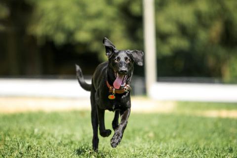 В дар собаку. Умнейшая чисто черная красавица собака Багира. Фото1