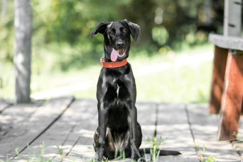 В дар собаку. Умнейшая чисто черная красавица собака Багира. Фото2