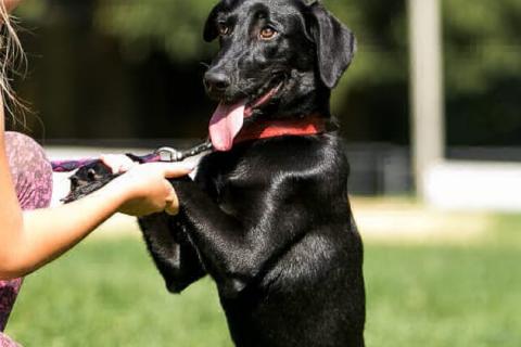 В дар собаку. Умнейшая чисто черная красавица собака Багира. Фото3
