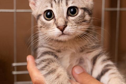 В дар кошку. Полосатенькое чудо Марти, чудесный домашний котенок в добрые руки. Фото1