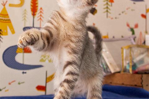 В дар кошку. Полосатенькое чудо Марти, чудесный домашний котенок в добрые руки. Фото4