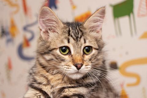 В дар кошку. Красавец Вениамин, ласковый и умный котенок-подросток в добрые ру. Фото1