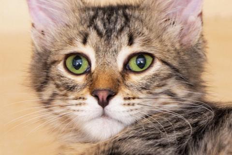 В дар кошку. Красавец Вениамин, ласковый и умный котенок-подросток в добрые ру. Фото3