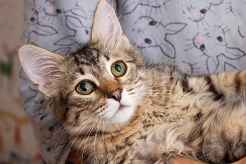 В дар кошку. Красавец Вениамин, ласковый и умный котенок-подросток в добрые ру. Фото4