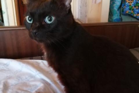 В дар кошку. Бурманский шоколадно-черный синеглазый кот Сапфир в дар. Фото1