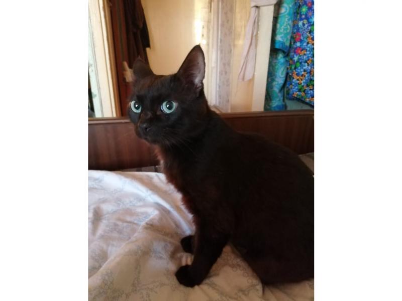 В дар кошку. Бурманский шоколадно-черный синеглазый кот Сапфир в дар