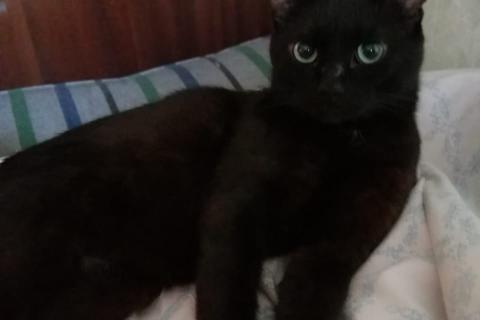В дар кошку. Бурманский шоколадно-черный синеглазый кот Сапфир в дар. Фото2